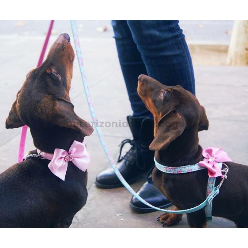 Arnés Perro Butterfly Lazada