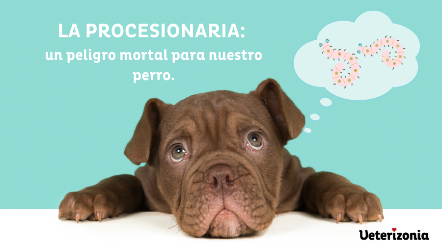 procesonaria perros