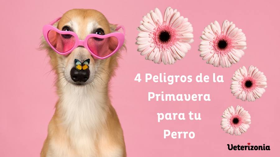 peligro primavera perros