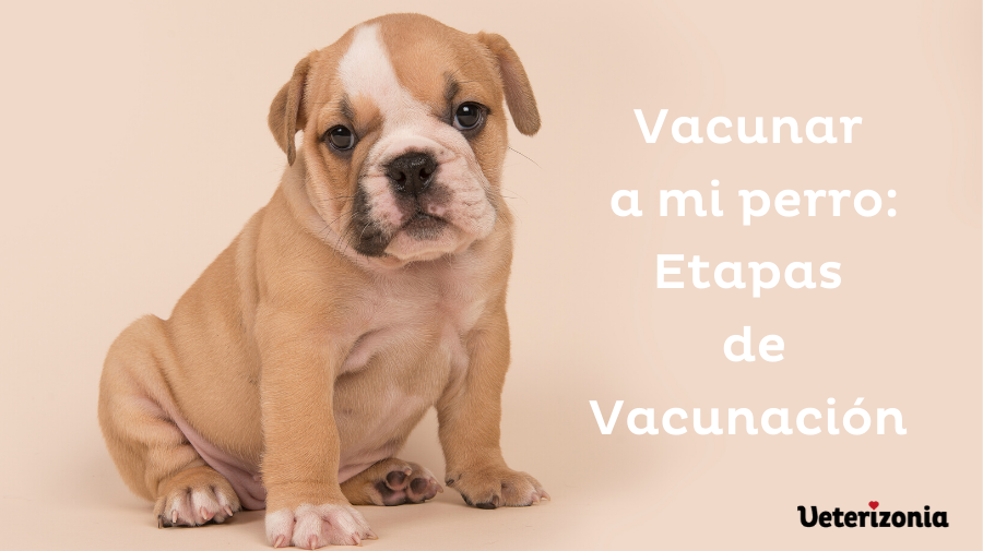 etapas de vacunación cachorros
