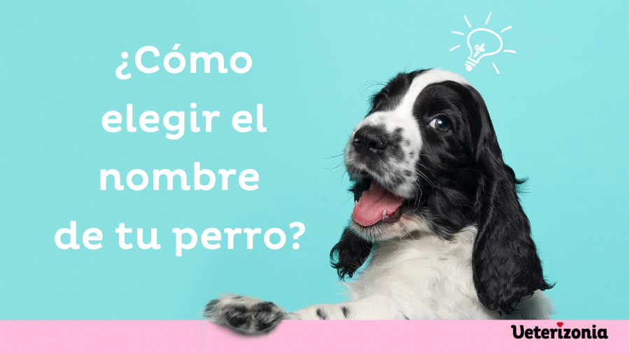 elegir nombre perro