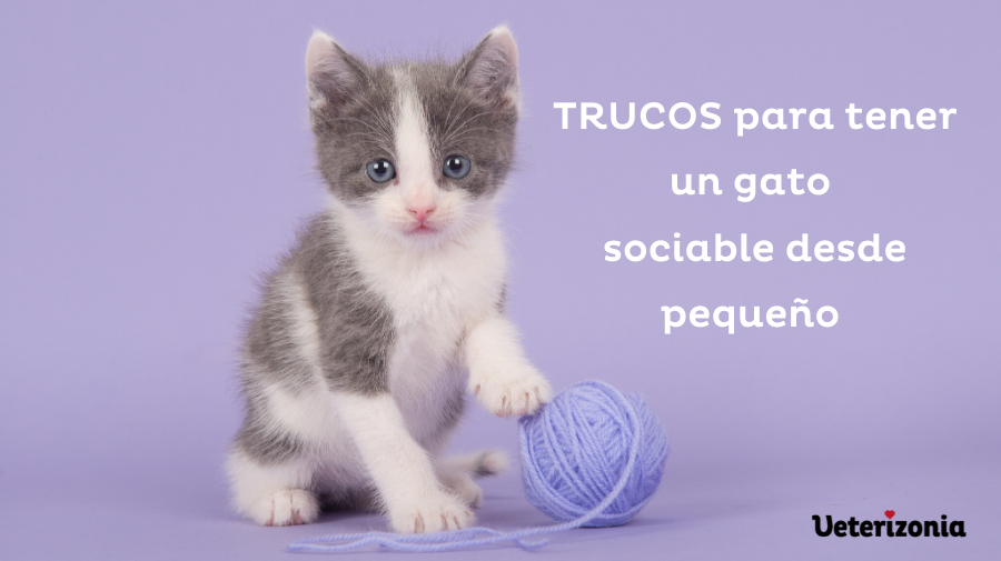 sociabilización gatitos