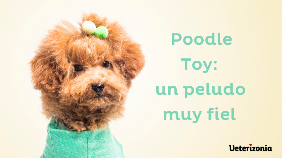 poodle toy caniche toy
