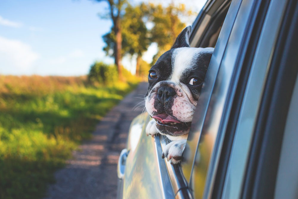 Viajar en coche con un cachorro