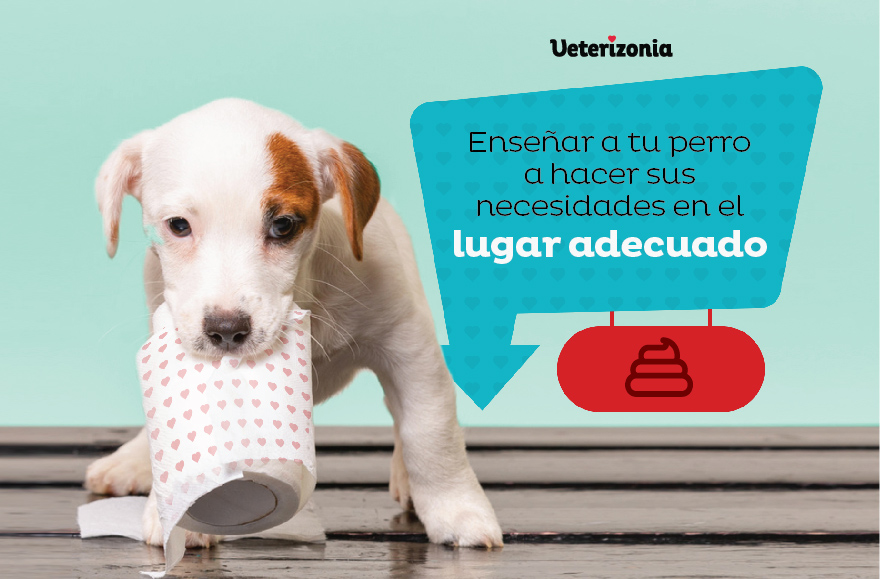 Mal humor Comida sana procedimiento 🥇 Enseñar a tu perro a hacer sus necesidades en el lugar adecuado -  Veterizonia