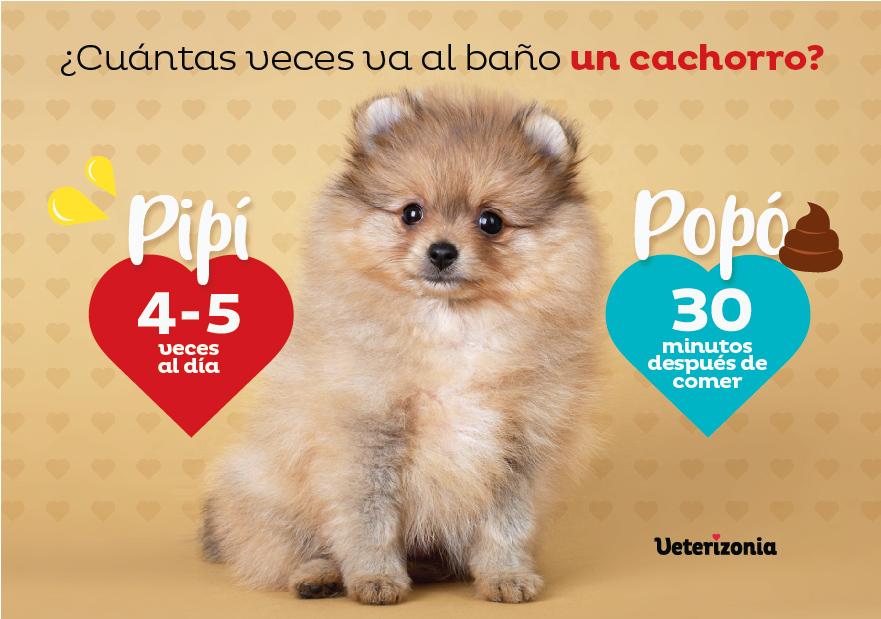 Enseñar a tu perro a hacer sus necesidades en el lugar adecuado 