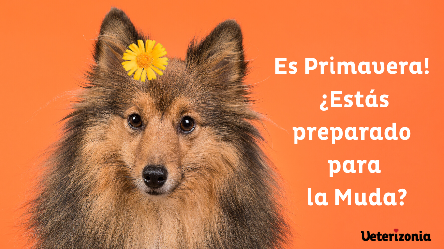 muda pelo perro primavera