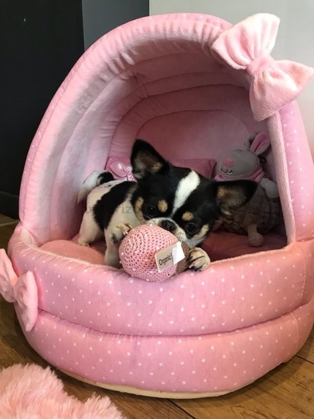 cueva iglú perro gato rosa