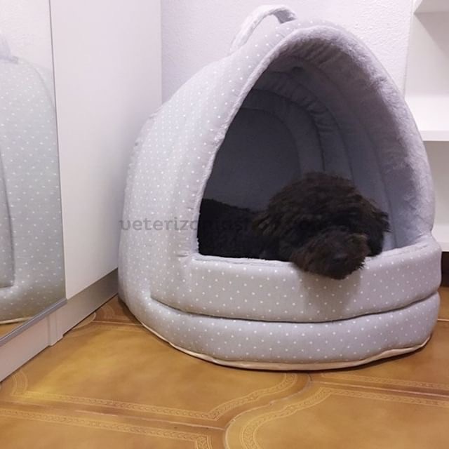 cueva iglú gris perro gato
