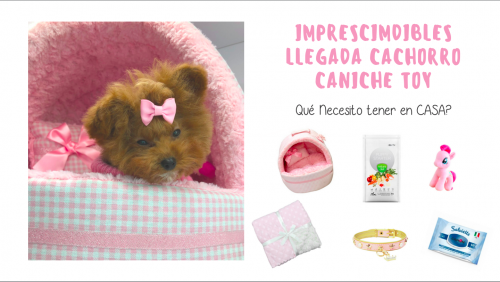 Guía de imprescindibles para la llegada de un cachorro caniche toy