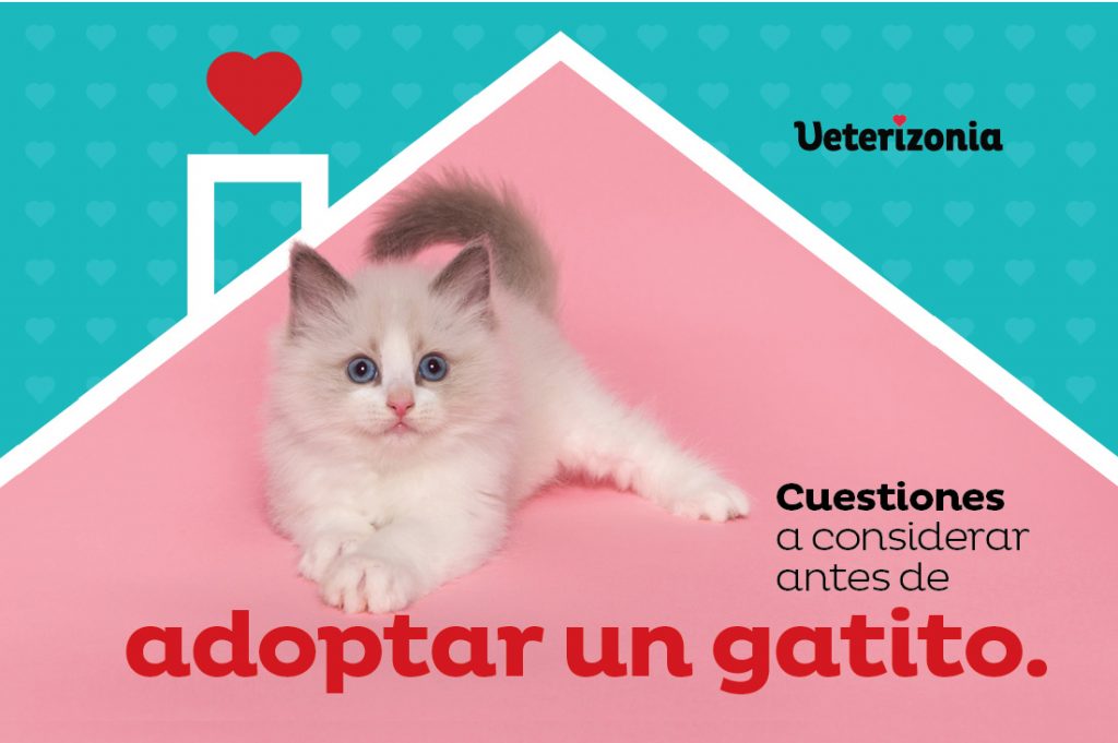 adopción responsable gatos