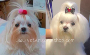 angel-eyes-blanqueador-lagrimal-antes-despues-veterizonia