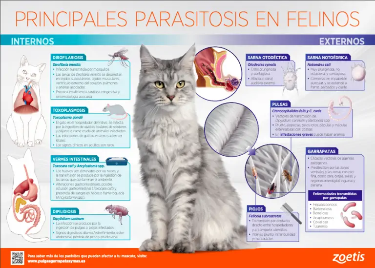 Pipetas para gatos contra parasitosis