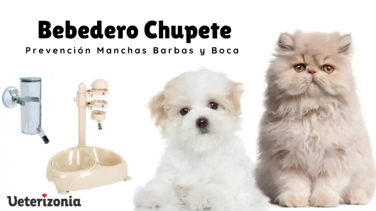 Bebedero chupete para perros y gatos de pelo largo