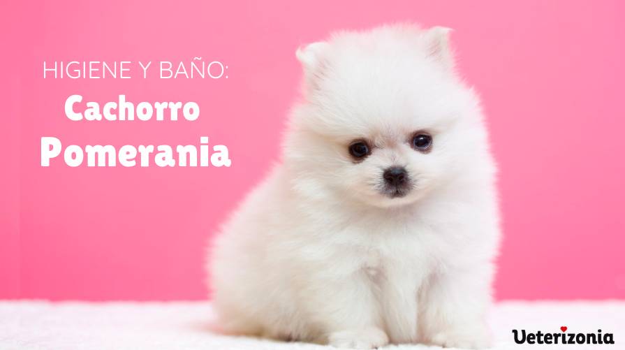 Higiene y baño (Pomeranian-Pomerania)