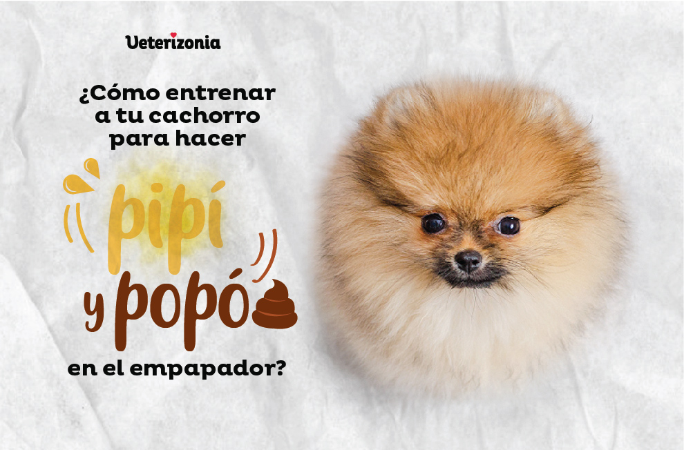 Año Mente invención 🥇 Entrenar a tu Cachorro para hacer Pipí o Popó en el Empapador - ❤️  Veterizonia