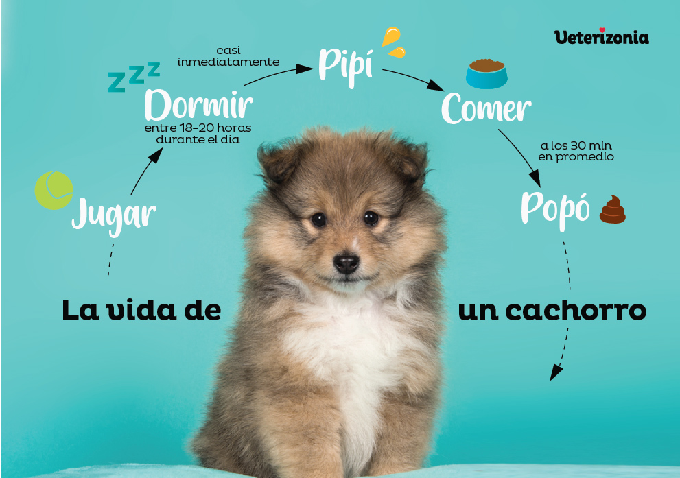 Año Mente invención 🥇 Entrenar a tu Cachorro para hacer Pipí o Popó en el Empapador - ❤️  Veterizonia