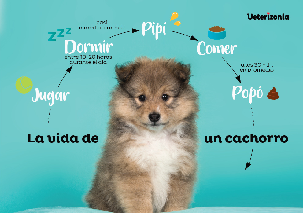 Enseñar a hacer PIS a tu cachorro Empapador