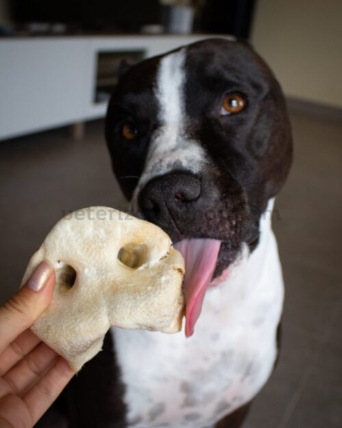 morro de cerdo para perro