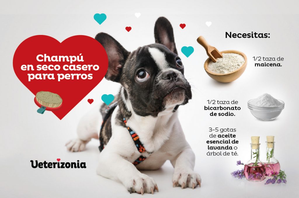 Champú seco para perros ingredientes