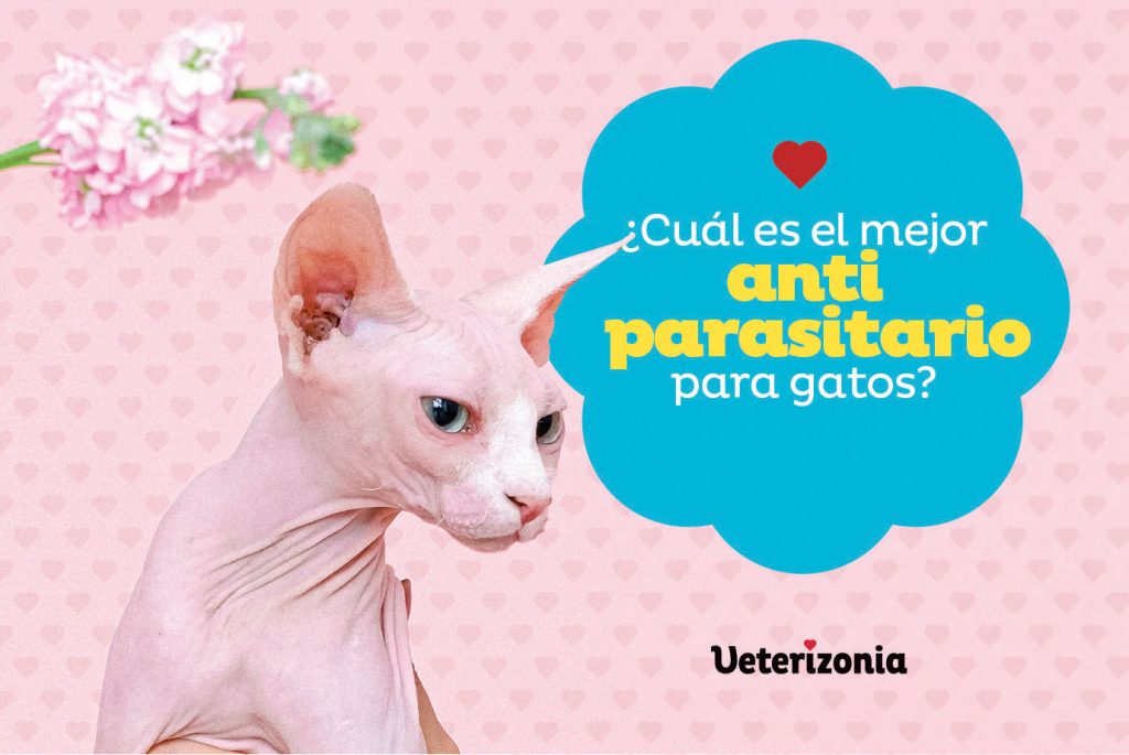 Mejor Antiparasitario para Gatos 2021