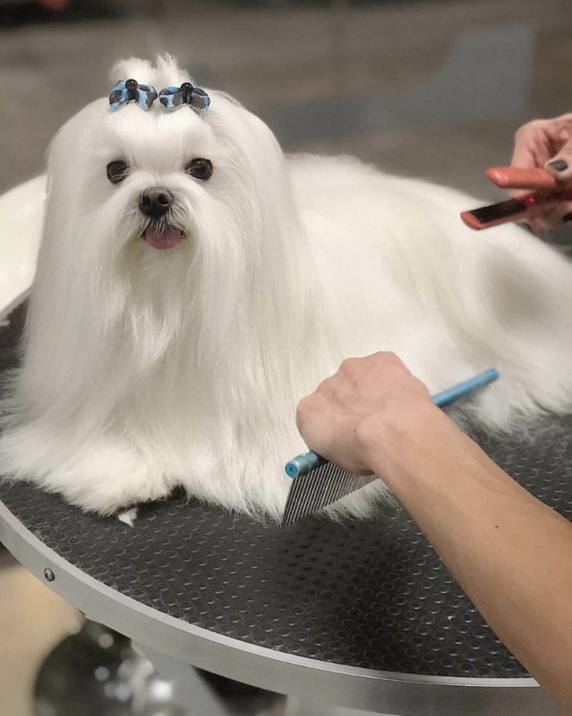 Cuidado del pelo de un bichón maltés en la peluquería de Veterizonia
