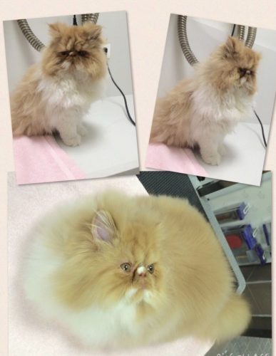 Bañar a tu Gatito o Gato! Por qué y. Bañar a tu Gatito o Gato! Por qué y.