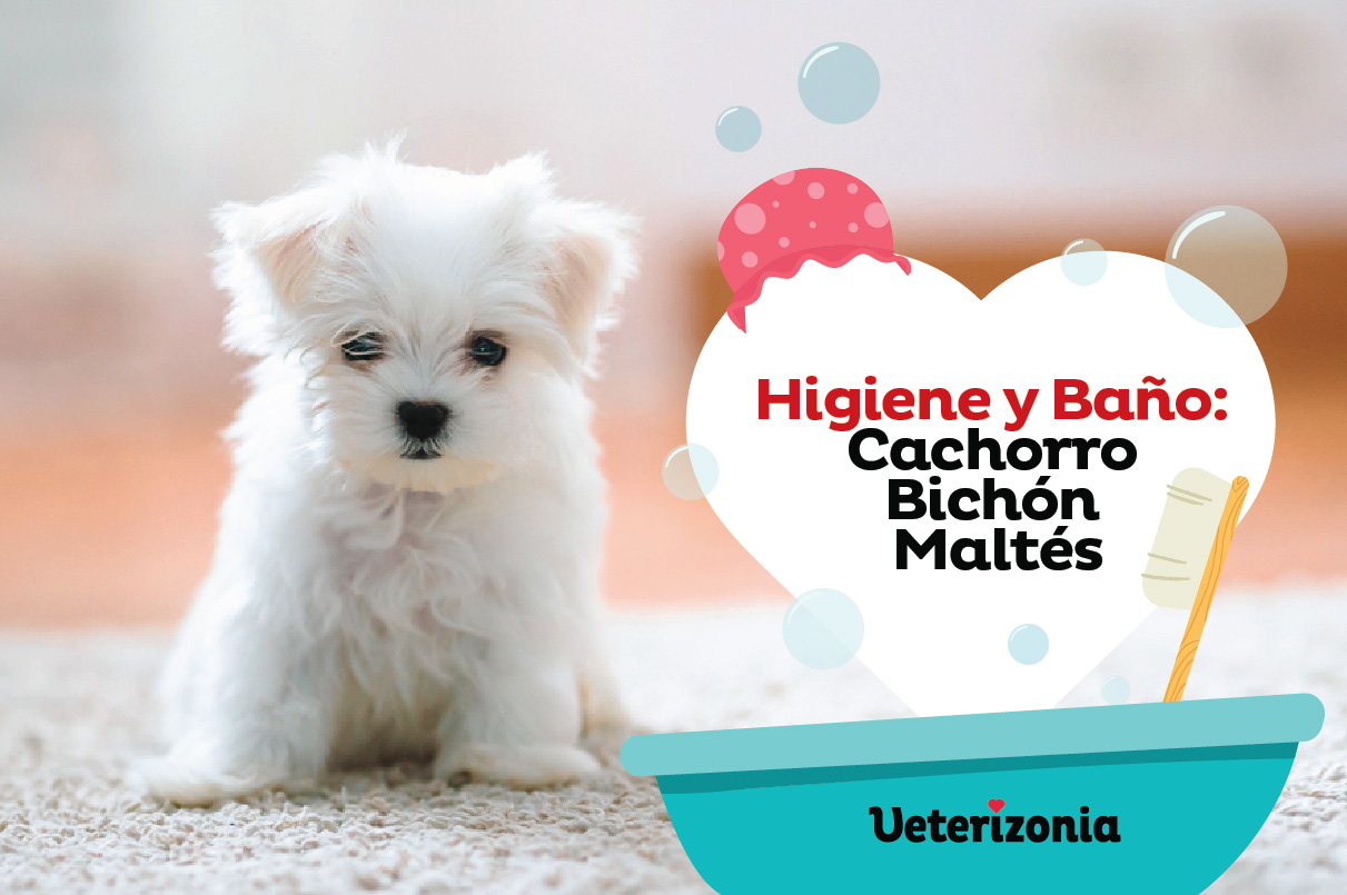 Higiene y baño del Bichón Maltés - Veterizonia Higiene y baño del Bichón Maltés - Veterizonia