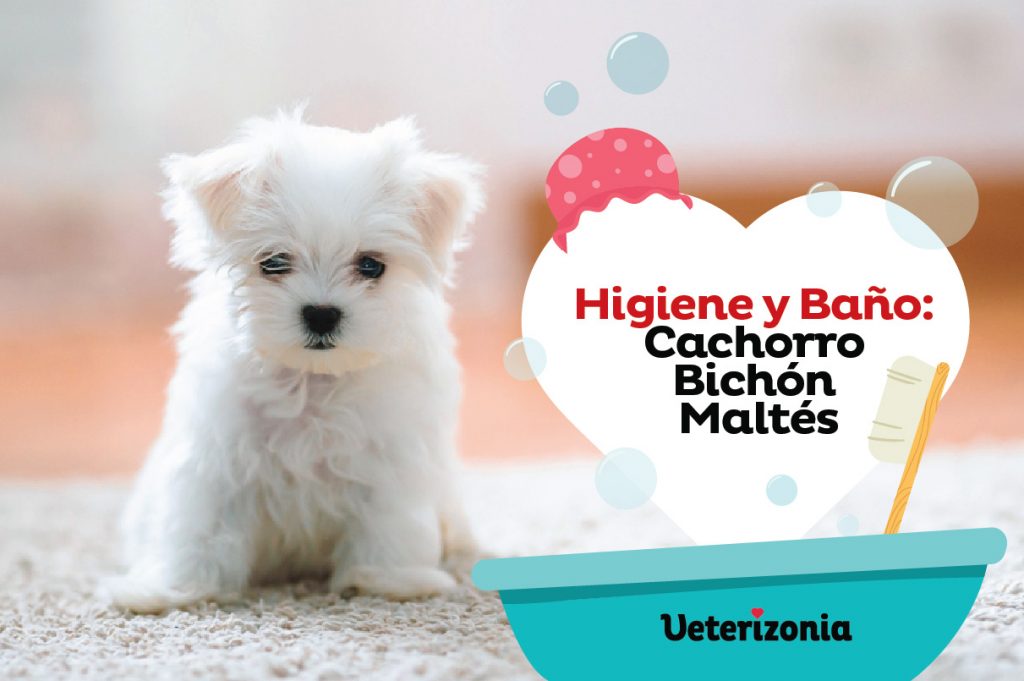 Baño Bichón Maltés