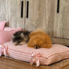 Colchoneta rosa desenfundable para perros pequeños con lazos y pomeranias descansando