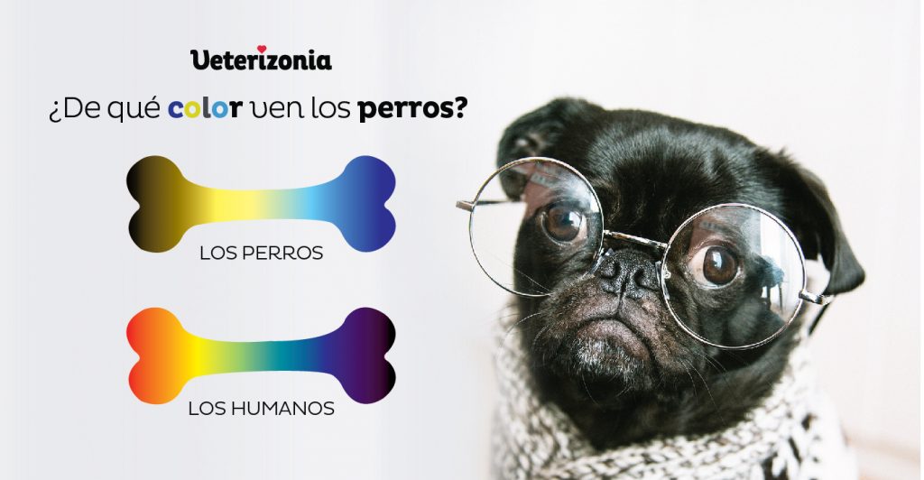 qué-colores-distinguen los perros