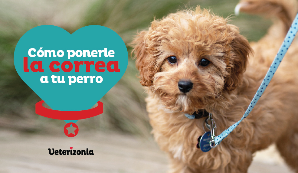 como-ponerle-la-correa-a-tu-perro