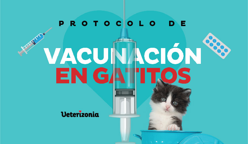 vacuna gato - Veterizonia
