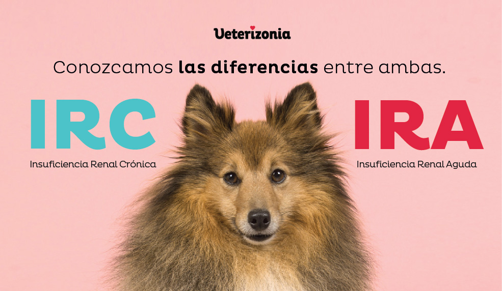 Insuficiencia Renal Crónica Insuficiencia en Perros y Gatos. - Veterizonia