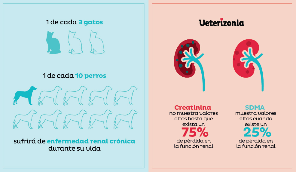 Insuficiencia Renal crónica y aguda en gatos