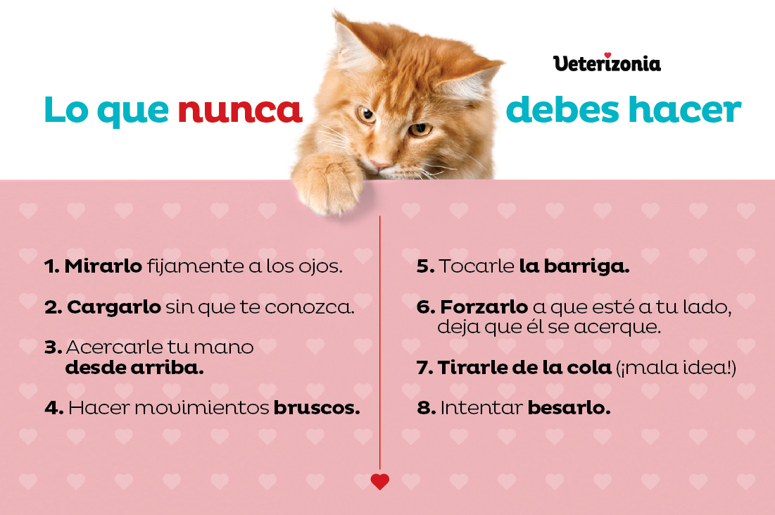 🥇 Como Acariciar a un Gato - ️ Veterizonia