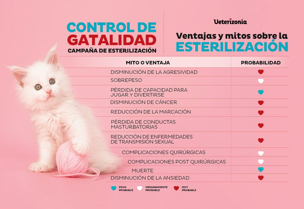 Ventajas y mitos de la esterilización de gatos - Esterilización Gatos Valencia