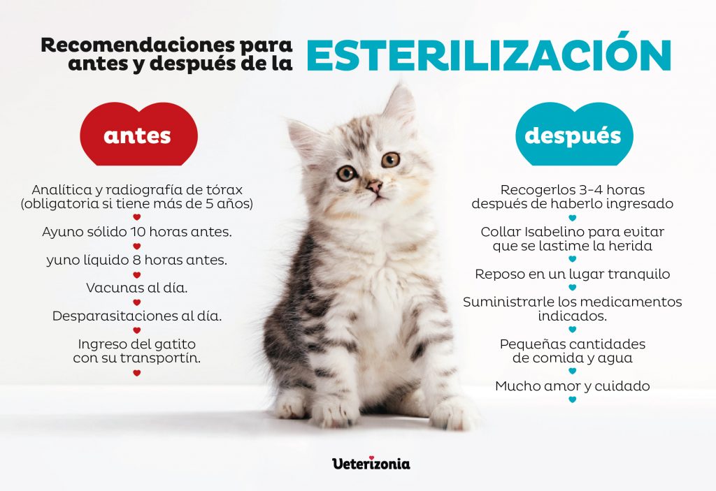 Campaña esterilización gatos Valencia