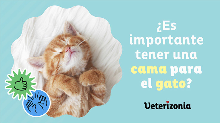 es-importante-tener-una-cama-para-el-gato