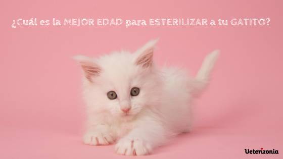La mejor edad para esterilizar a tu gato
