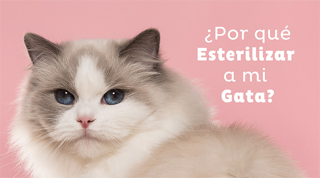 esterilizar gata