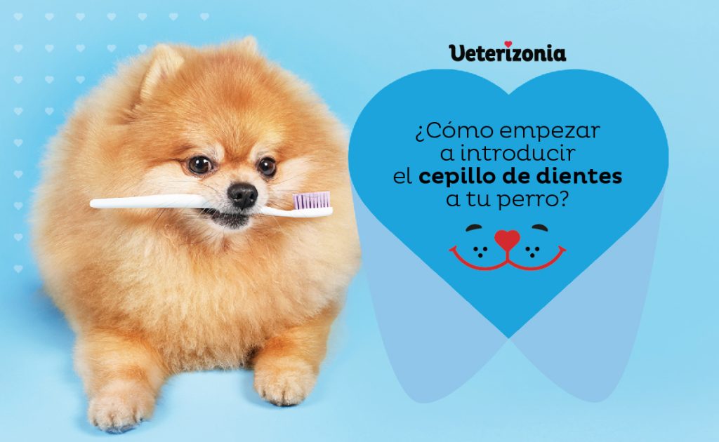 Higiene Oral y Dental Perros cepillo dientes