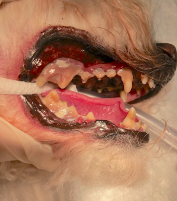 boca-perro-con-placa-dental-antes-veterizonia