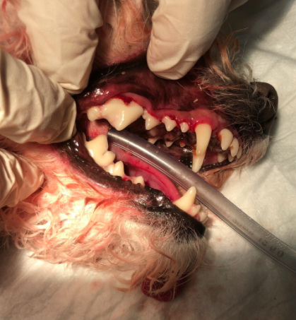 boca-perro-después-limpieza-dental-veterizonia