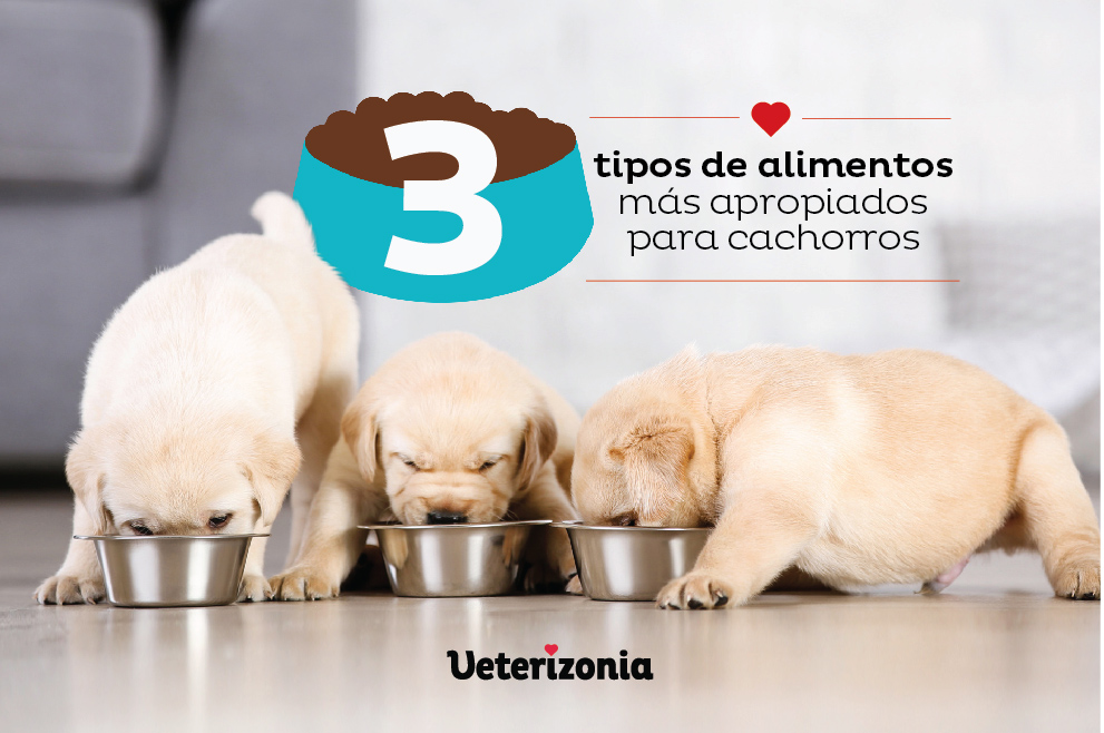 alimentos más apropiados para cachorros
