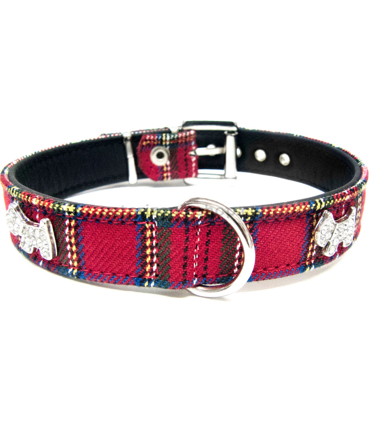 collar para perros Escocés terrier