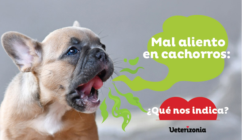 Resumen de 19 artículos: como quitar el mal aliento de un perro ...