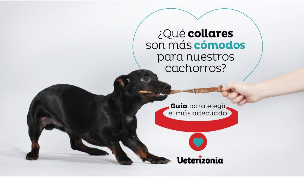 Collar para perros