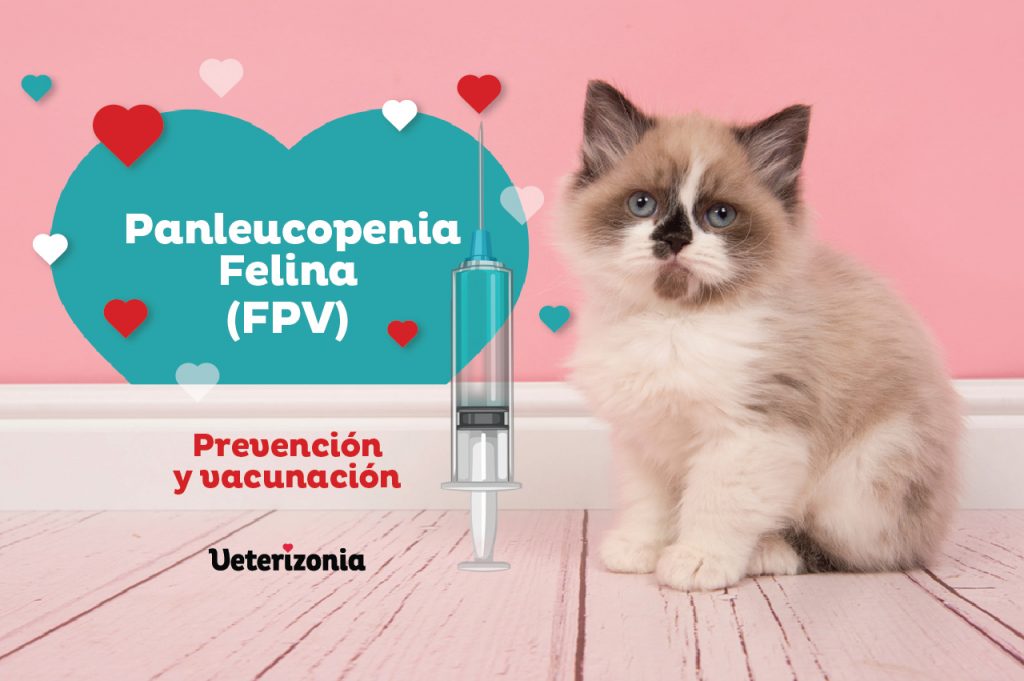 qué es Virus Panleucopenia Felina Veterizonia