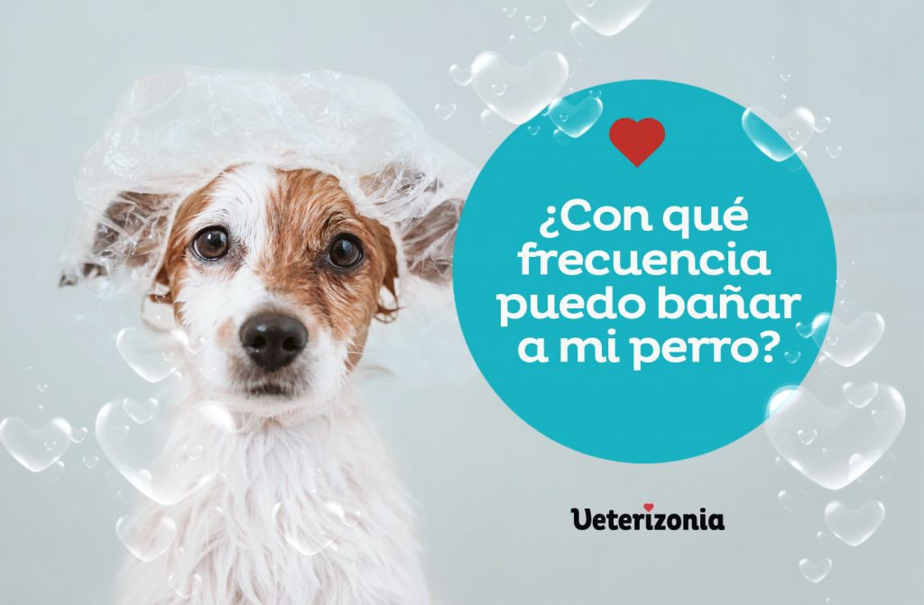 frecuencia puedo bañar a mi perro 1